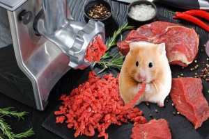 Я можу годувати хом'як з м'ясом? Я можу годувати хом'як з м'ясом?